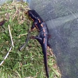 Cynops ensicauda popei shedding