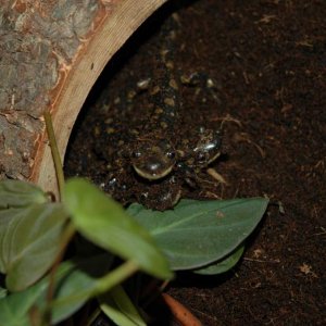 Pile of salamanders begging for worms.  From top to bottom is Ivan Denisovich, Porgy, and Bess.