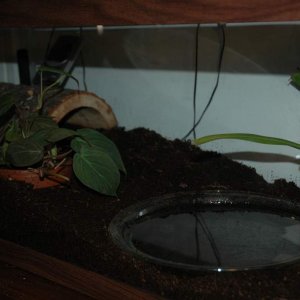 salamander tank