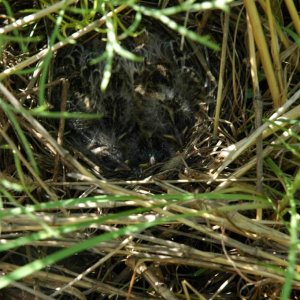 5 grasshopper sparrow babies about to fledge.  It's kind of a where's waldo picture, but trust me there are 5 babies there.