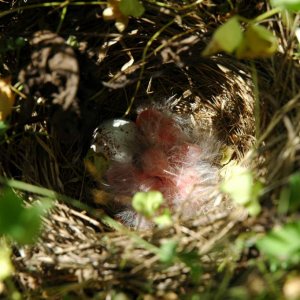 grasshopper sparrow babies