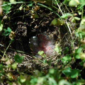 Grasshopper sparrows and egg