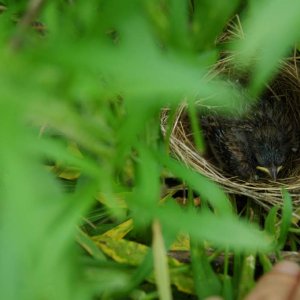 Field sparrow about to fledge