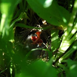 2 cowbirds and 1 field sparrow