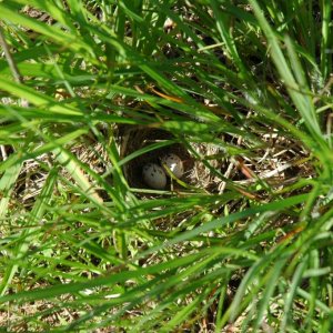 Lark sparrow nest