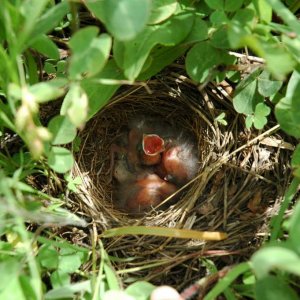 Lark sparrows