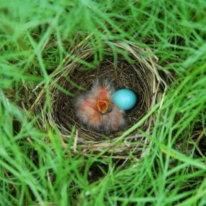 Dickcissels