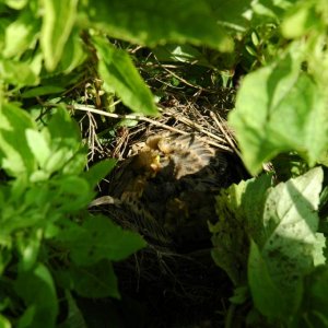 Dickcissels