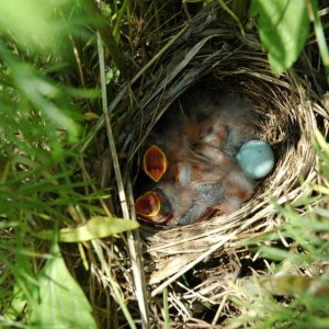 Dickcissels plus egg