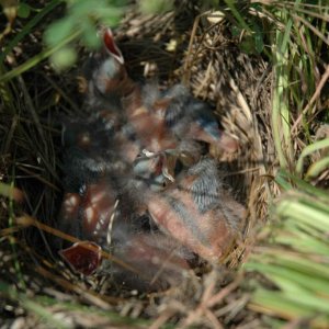 Meadowlarks