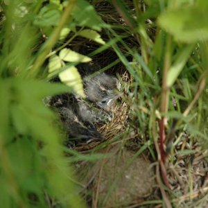 Meadowlarks