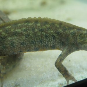 Triturus arntzeni adult