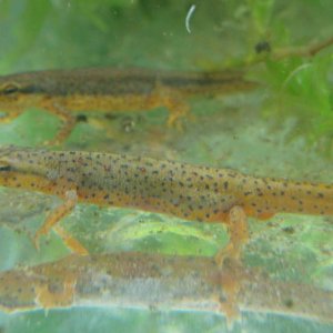 Notophthalmus viridescens louisianensis