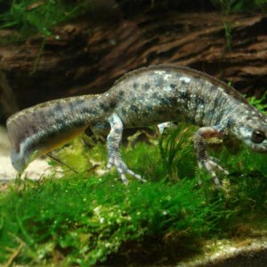 Triturus arntzeni young male