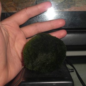 my moss ball Aegagropila linnaei