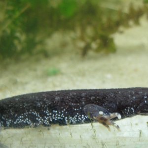 Triturus cristatus