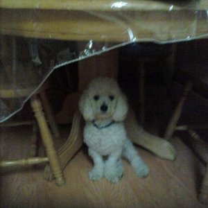 Madison, my dog.
he's a Coton De Tulear/poodle pup.