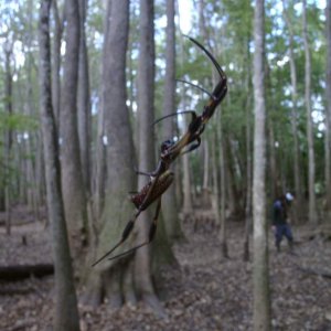 A Nephila sp.