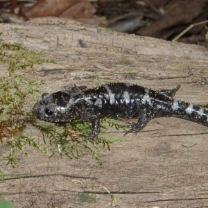 Ambystoma opacum