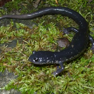 Plethodon teyahalee