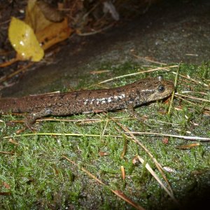 Desmognathus quadramaculatus