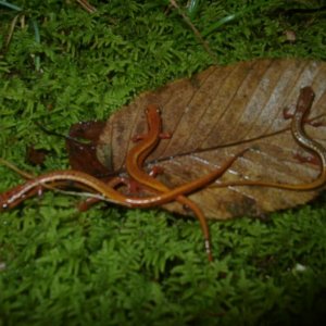 Variations of E. wilderae