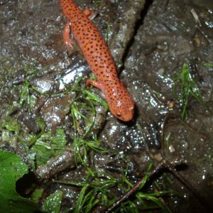 Pseudotriton ruber nitidus