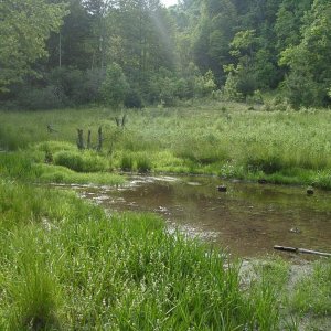 Cold Prong Pond off the BRP.  Usually full of newts, water snakes and various salamander larvae.