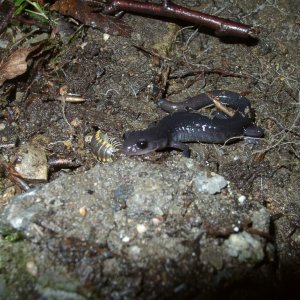 Plethodon montanus