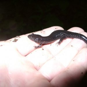 Desmognathus orestes

There were a few individuals found in that creek that were melanistic.