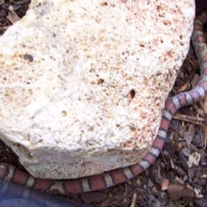 Red Milk snake being "opaque"