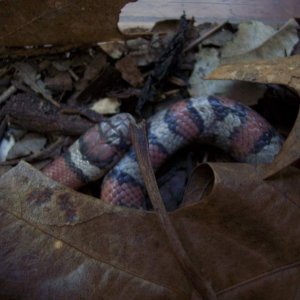 Red Milk snake being "opaque"