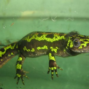 Triturus marmoratus female shedding