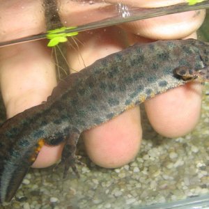 Male Triturus artnzeni, a specie from Bulgaria!
Male,  31 october 2009, one momnth after put aquatic!