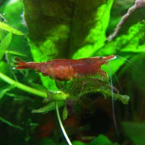 Neocaridina heteropoda, berried female.