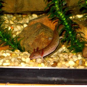 Pseudotriton begging for food, and developing some color.