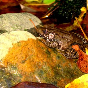 A very cold bullfrog...