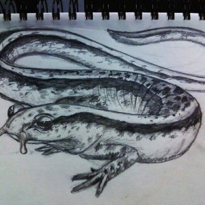 two lined salamander