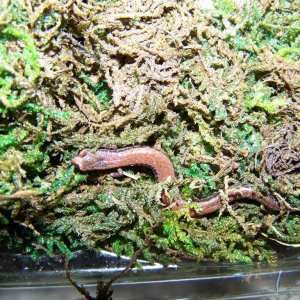 California Slender Salamander