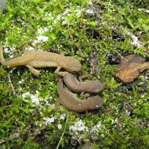 Efts that were under the hide. They are starting to vary in color.