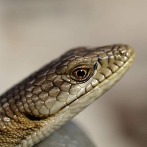 alligator lizard