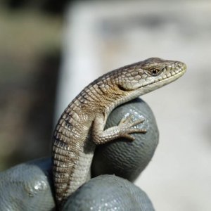 alligator lizard