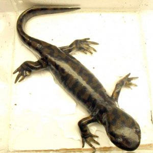 Ambystoma tigrinum
Nebraska