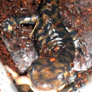 Ambystoma tigrinum- feeding
Nebraska