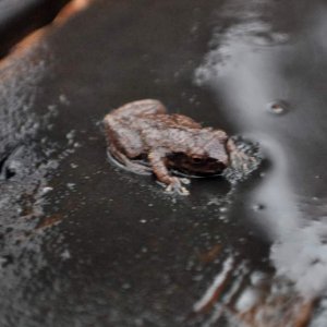 Spring Peeper I found November 14, 2009. Surprised there was even one, it's getting really cold around here.