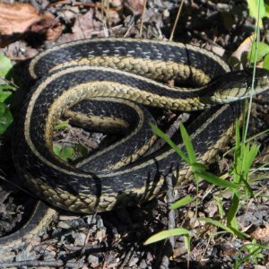 Eastern Garter (Thamnophis sirtalis sirtalis). Found it at the Great Swamp Wildlife Refuge in north New Jersey.