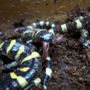 Morph gorging itself