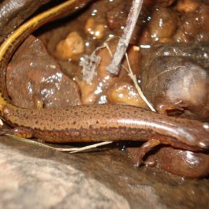 Two-lined Salamander- Middlesex, NJ