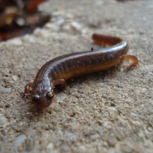 Salamander- Middlesex, NJ