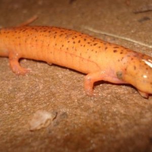 Red Salamander- PA